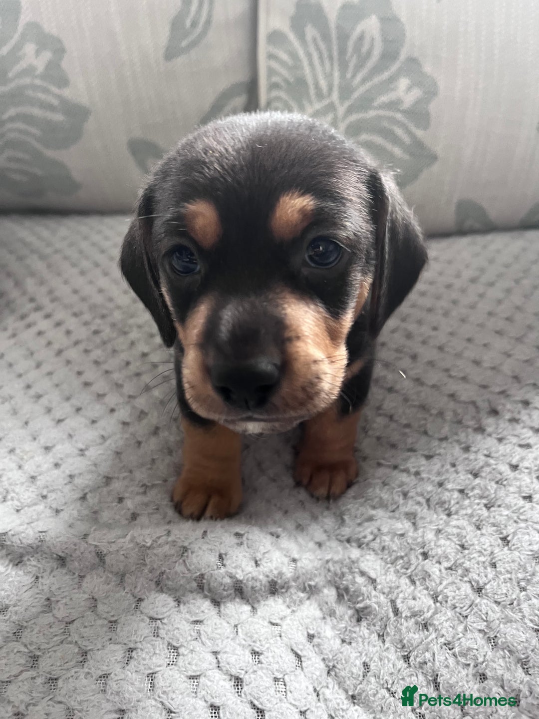 Mixed Breed dogs for sale: 5 Jack Russell x miniature dashound puppies £800 - Image 36
