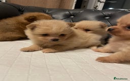 Pomeranian dogs for sale: Beautiful 🤩 Pomarenian puppies  - Image 5