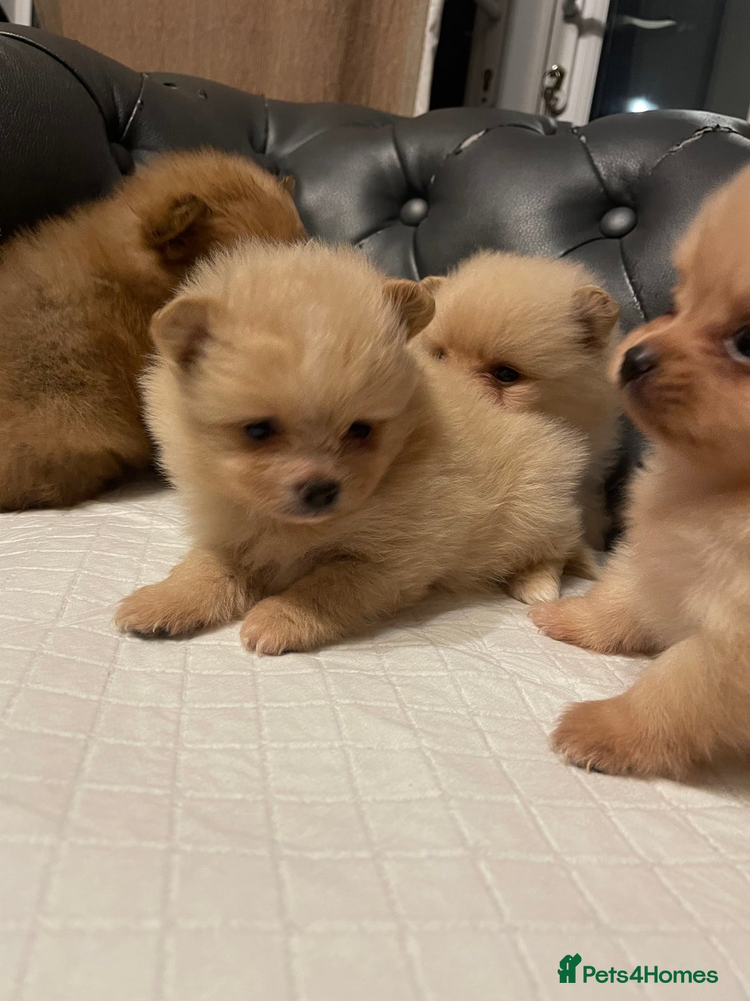 Pomeranian dogs for sale: Beautiful 🤩 Pomarenian puppies  - Image 5