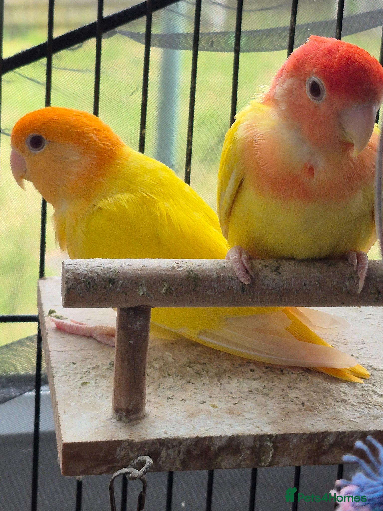 Lovebirds birds Lovebirds  - Advert 6
