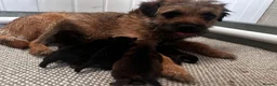 Border Terrier dogs for sale: Lovely Border Terrier Puppies Ready to Reserve - Advert 3