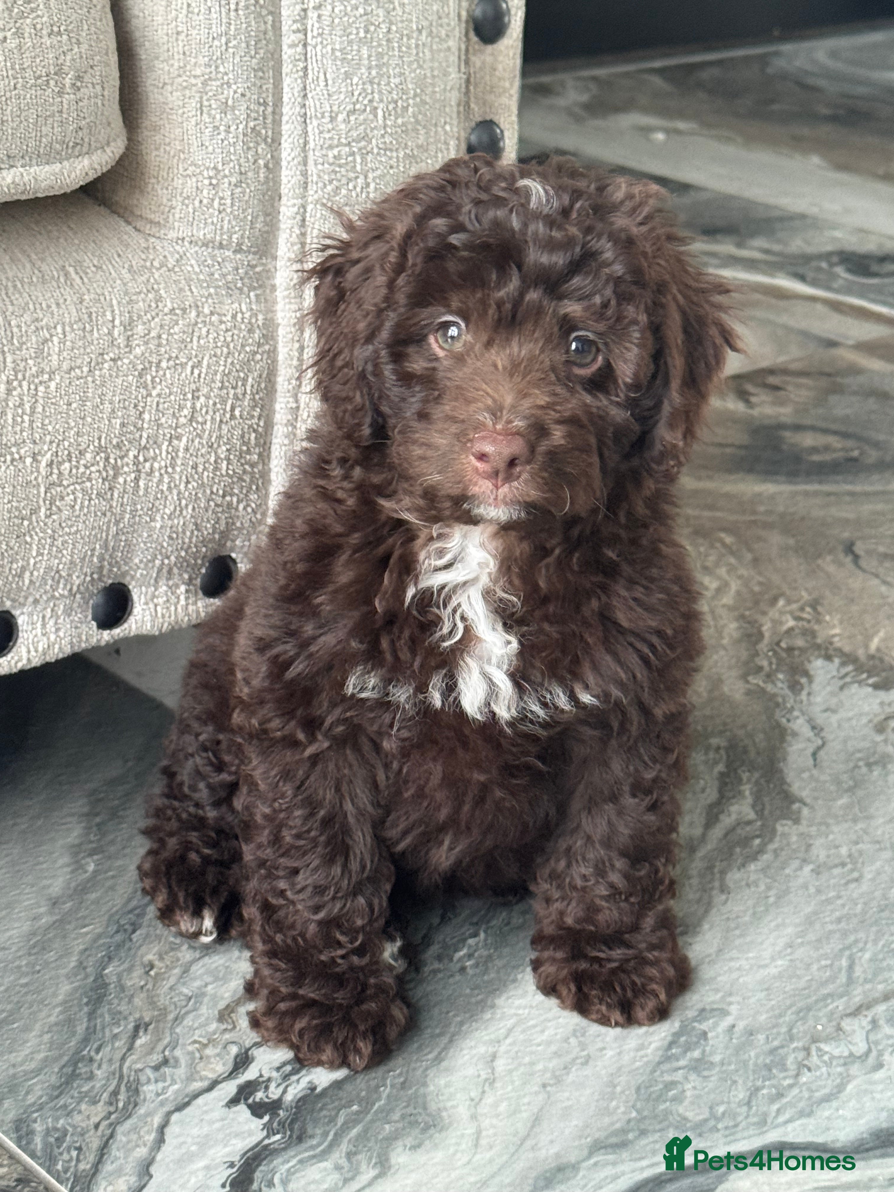 Aussiedoodle dogs Miniature Aussiedoodle Pups 🩷 - Advert 12