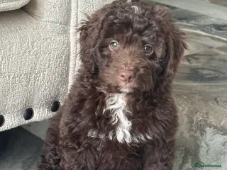 Aussiedoodle dogs Miniature Aussiedoodle Pups 🩷 - Advert 12