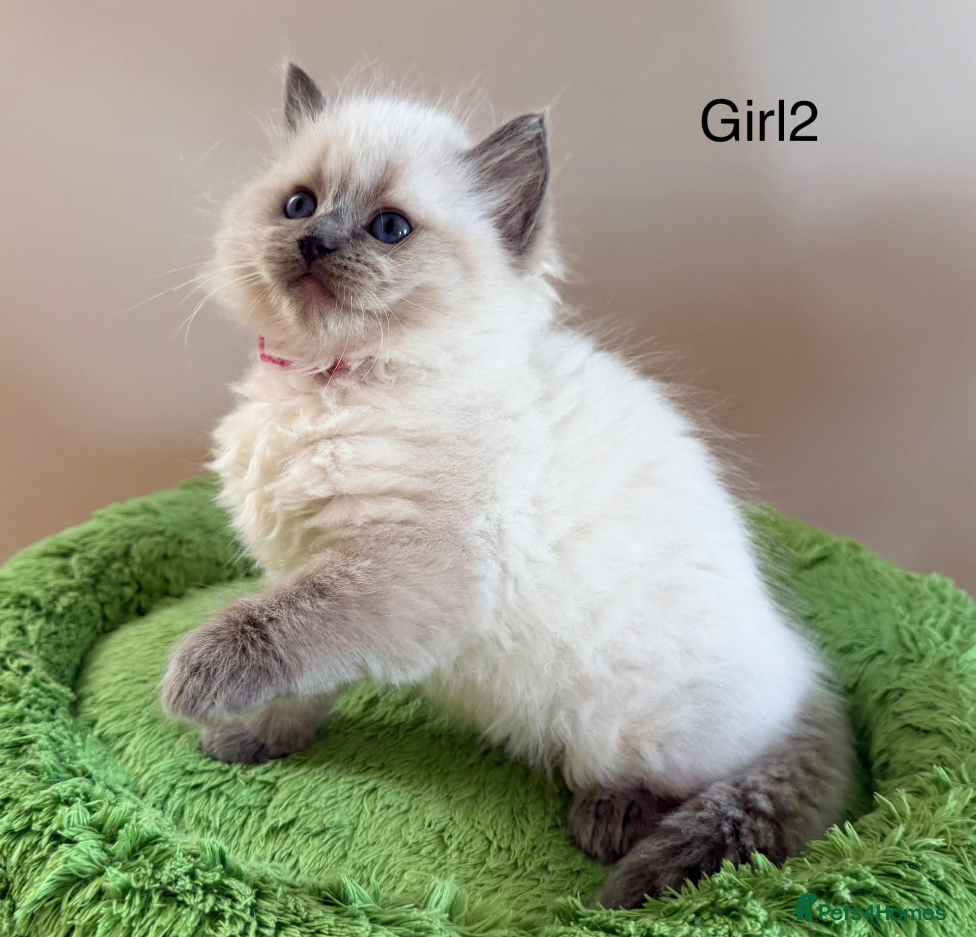 Ragdoll cats Champion pedigree Chucky Ragdoll babies  - Advert 2