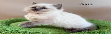 Ragdoll 10