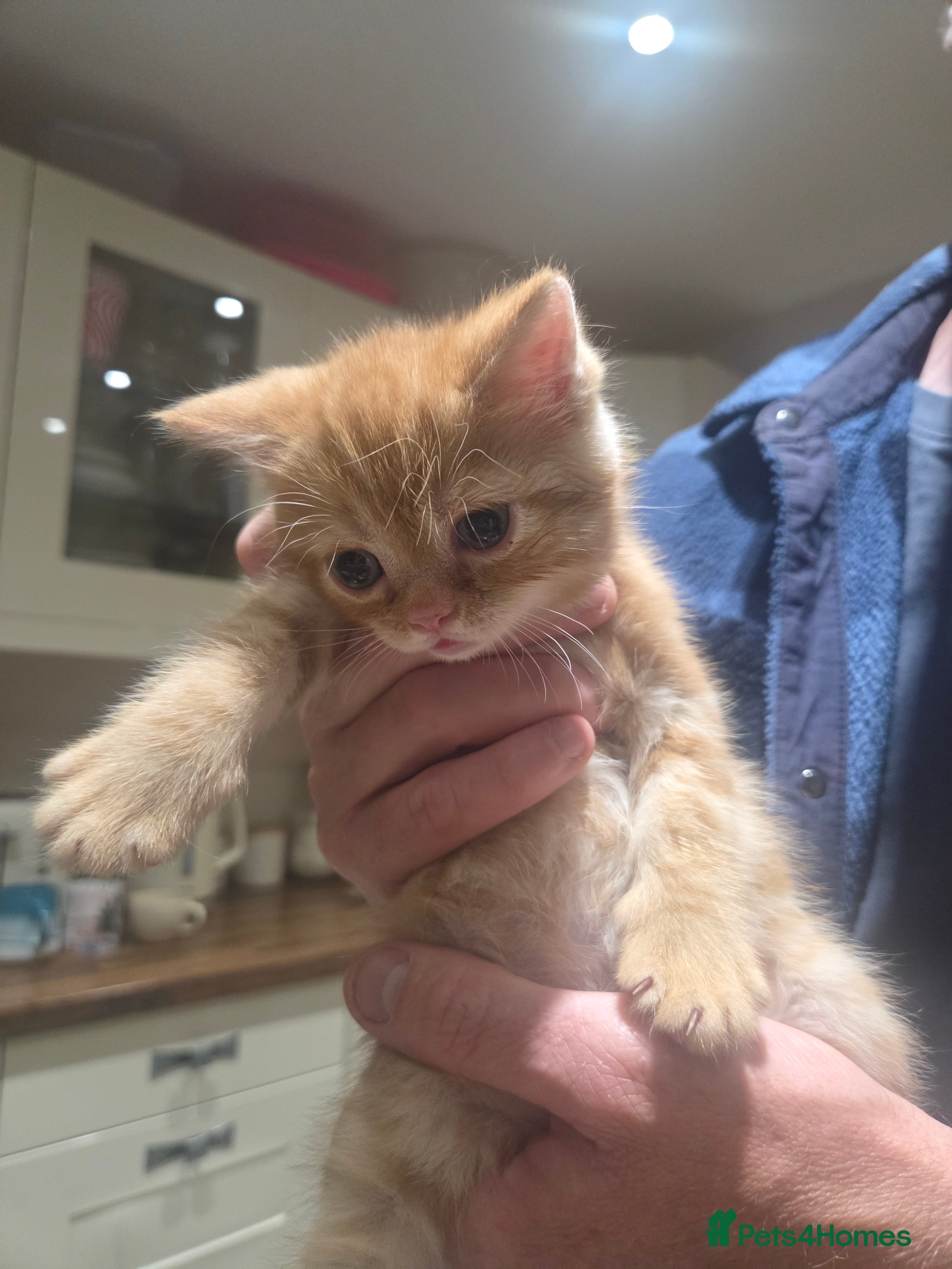 Persian cats for sale: Persian Cross tabby kittens for sale  in Warminster - Advert 15