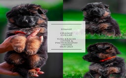 German Shepherd dogs for sale: 😍Little Paws Big Heart😍gsd puppies longhaired😍 - Image 6