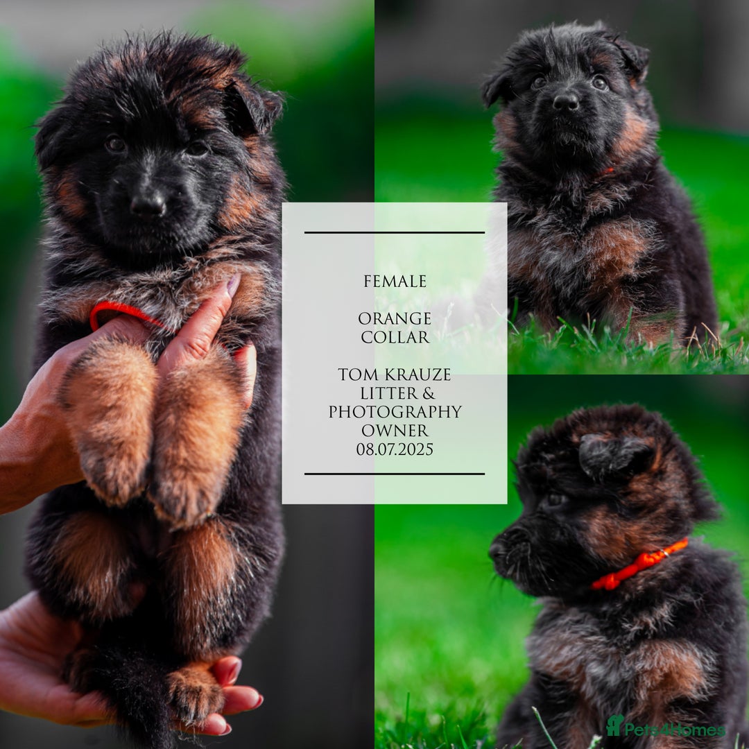 German Shepherd dogs for sale: 😍Little Paws Big Heart😍gsd puppies longhaired😍 - Image 6
