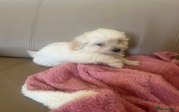 Pomapoo dogs for sale: Beautiful, Pomapoo puppies - Image 13