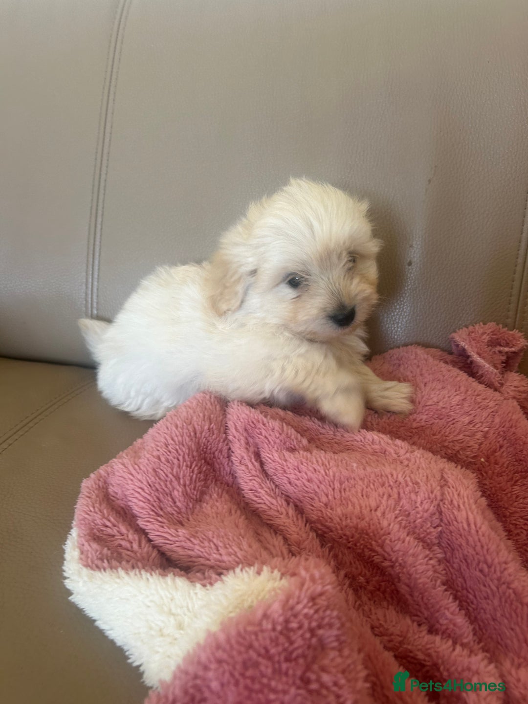 Pomapoo dogs for sale: Beautiful, Pomapoo puppies - Image 13