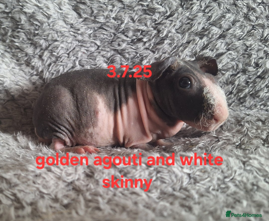 Guinea Pig rodents for sale: Skinny/werewolf sow babies  - Image 2