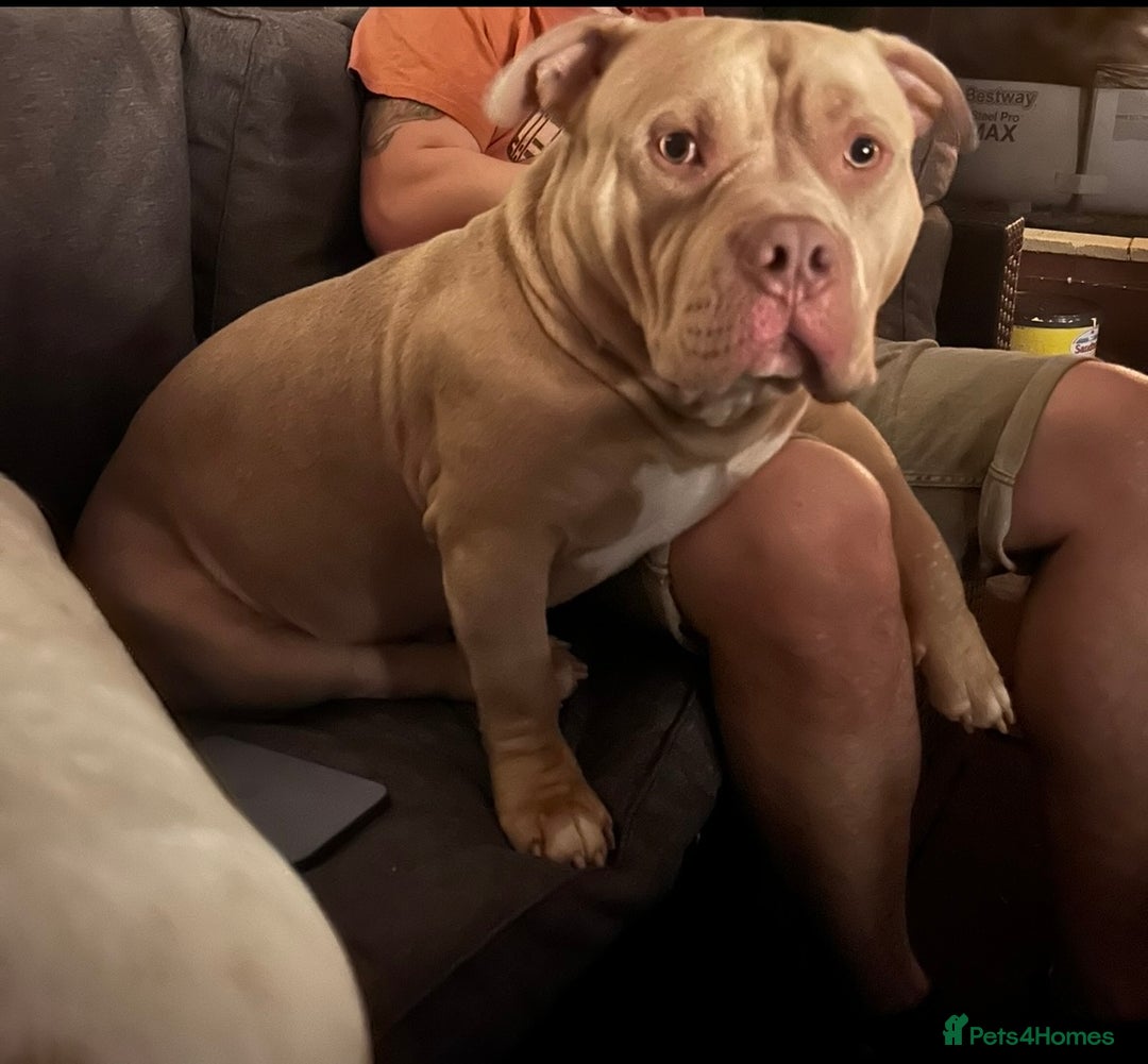 American Bully dogs for sale: For rehome - Image 9