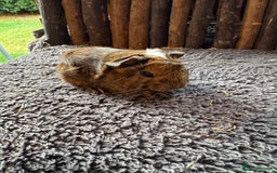 Mouse rodents for sale: Baby Guinea Pigs - Image 6