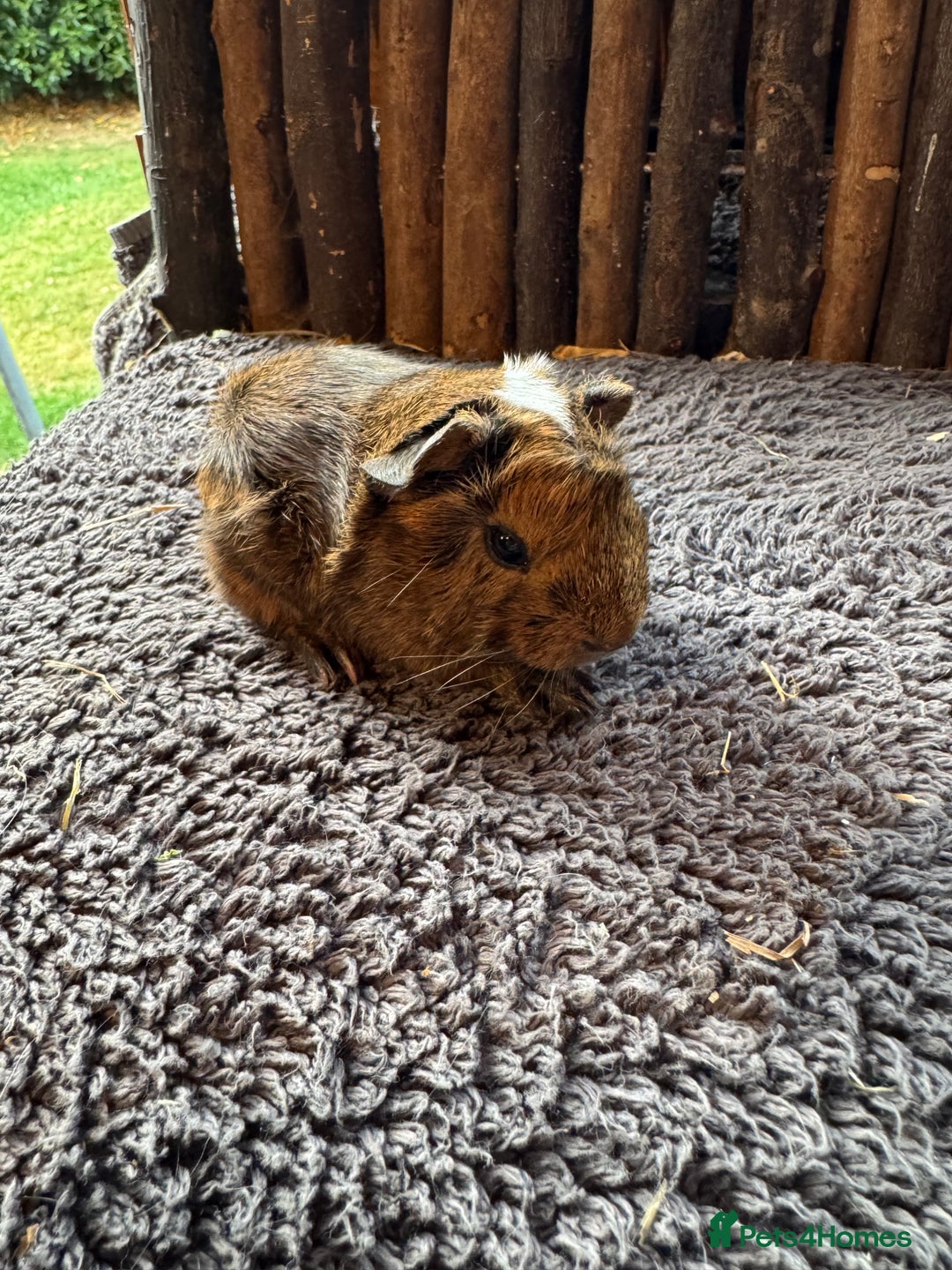 Mouse rodents for sale: Baby Guinea Pigs - Image 6