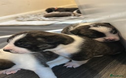 Mixed Breed dogs for sale: Old English bulldog/japanese Akita husky puppies - Image 5