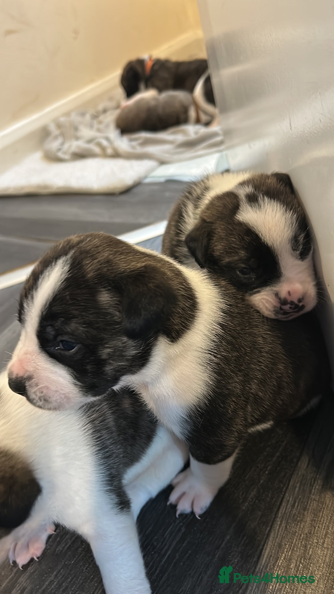 Mixed Breed dogs for sale: Old English bulldog/japanese Akita husky puppies - Image 5