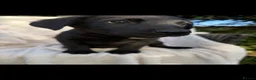 Mixed Breed dogs for sale: Black shepradors - Advert 3