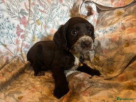 Sprocker dogs 8 beautiful sprockers - Advert 8