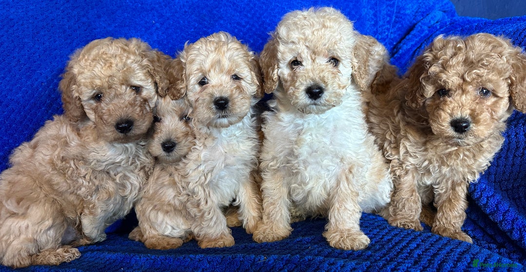 Cavapoo dogs for sale: Fully DNA Health Tested Cavapoo Puppies - Image 8