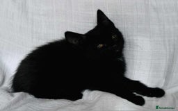 Mixed Breed cats for sale: Last black female left Turkish angora cross kitten - Image 18