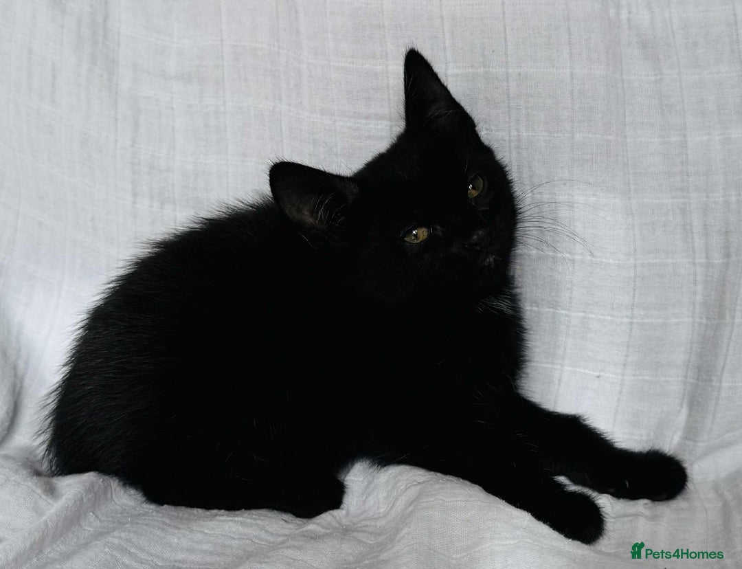 Mixed Breed cats for sale: Last black female left Turkish angora cross kitten - Image 18