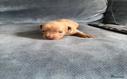 Mixed Breed dogs for sale: Unreal Frenchweiner puppy’s 🥹 - Image 11