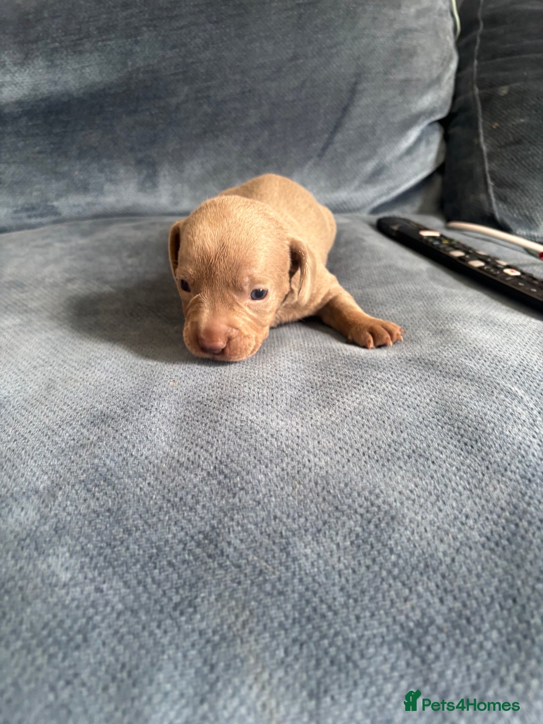 Mixed Breed dogs for sale: Unreal Frenchweiner puppy’s 🥹 - Image 11