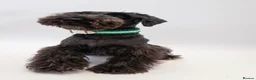 Miniature Schnauzer dogs for sale: KC Pedigree Miniature Schnauzer Pups *READY TO GO* - Advert 5