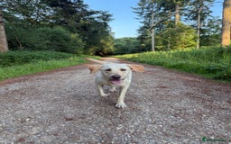 Labrador Retriever dogs for sale: Loving teenage labrador - Image 3