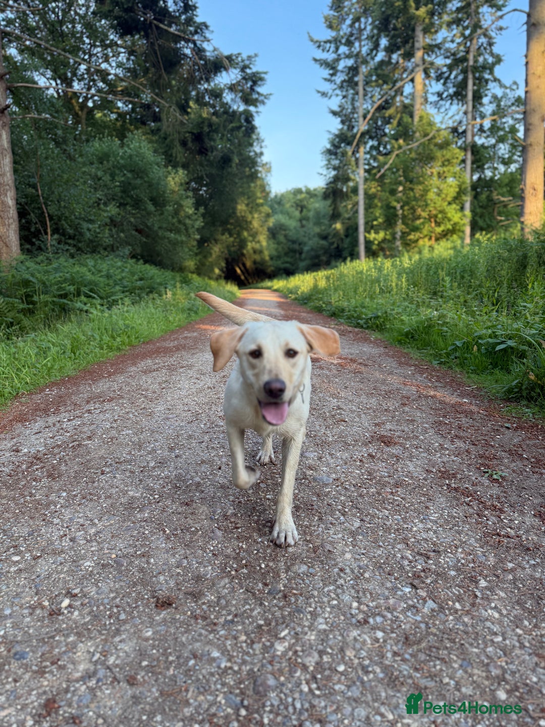 Labrador Retriever dogs for sale: Loving teenage labrador - Image 3