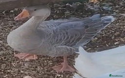 Lovebirds birds for sale: Female lavender goose for sale  - Image 4