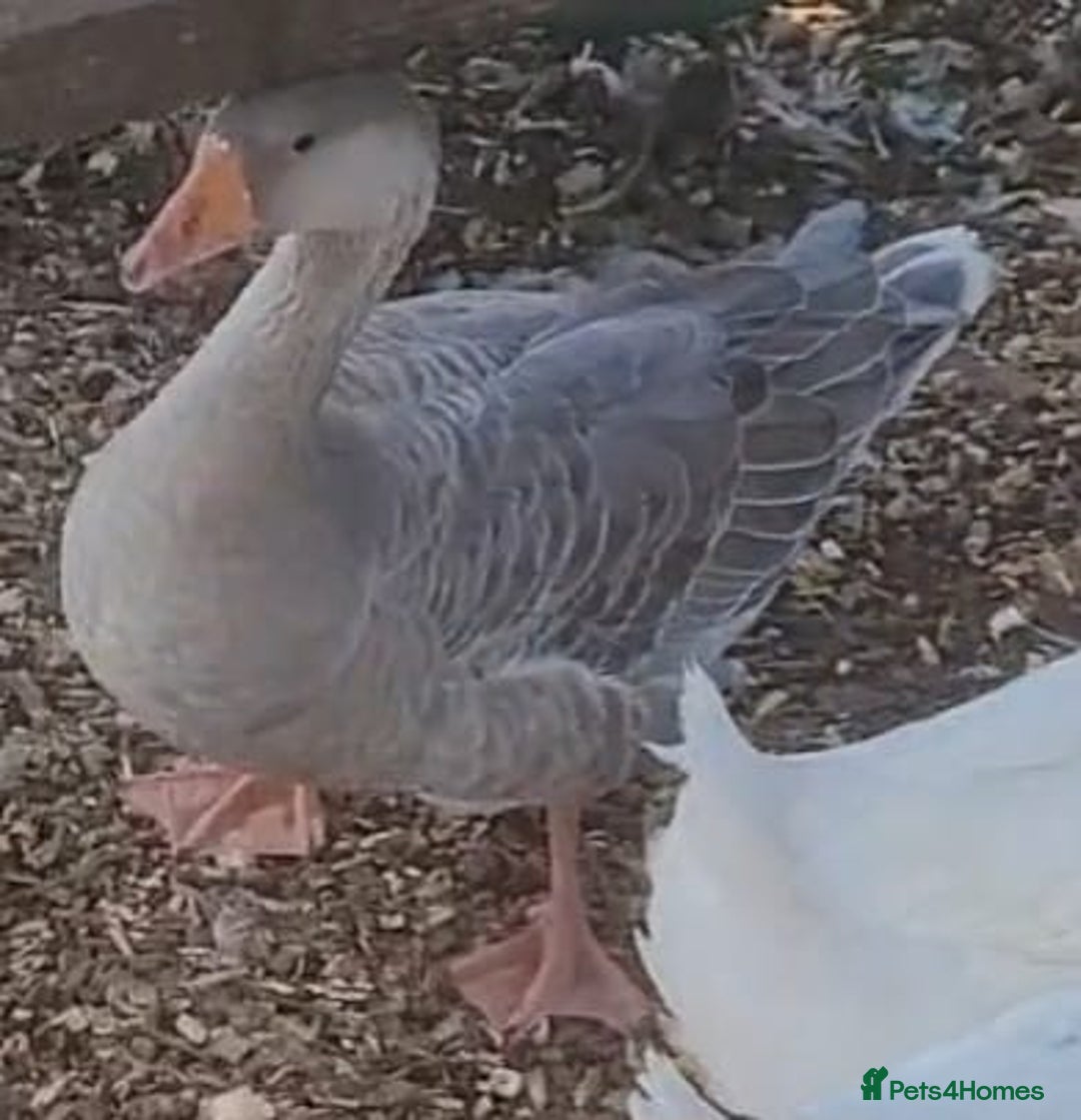 Lovebirds birds for sale: Female lavender goose for sale  - Image 4
