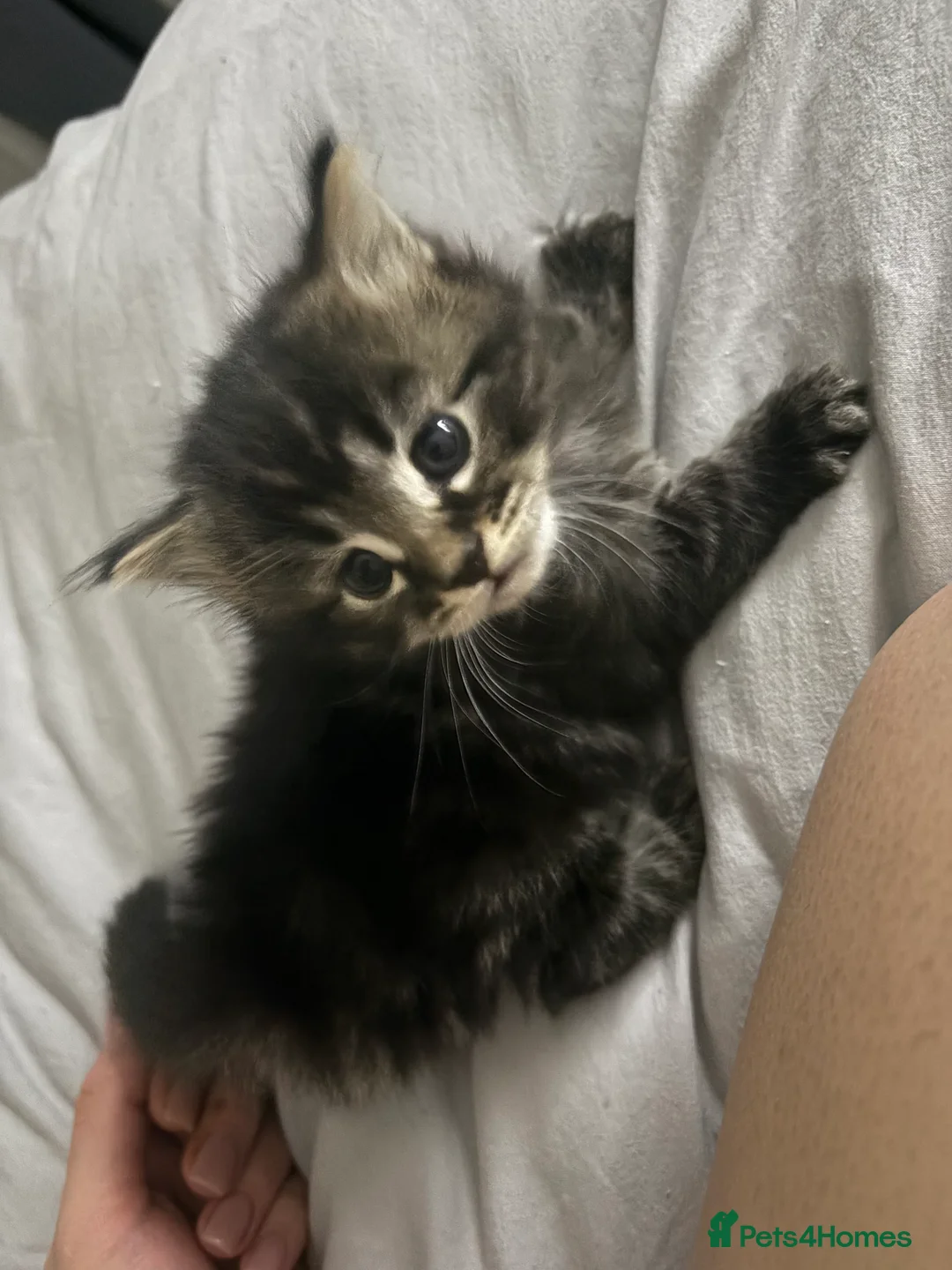 Scottish Fold cats for sale: 🐱💗💝 Ready to go on the 14th of February 💝 💗🐱 - Advert 25