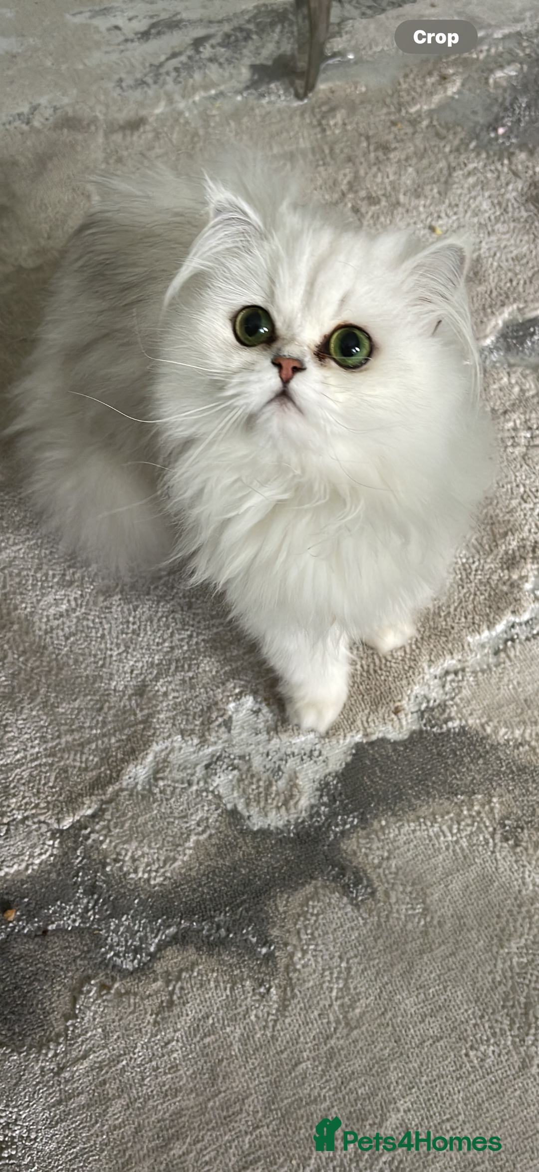 Persian cats for sale: Persian chinchilla female  - Advert 10