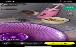 Worms invertebrates for sale: syrain hamster  - Image 5