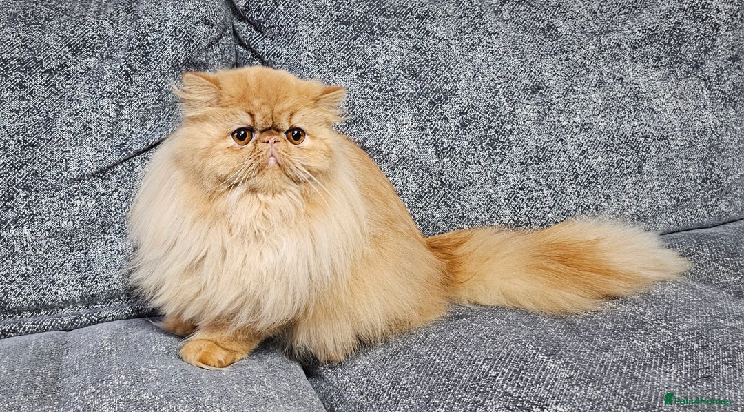 Persian cats for sale: 2 X RED, WHITE MALE PURE PERSIAN KITTENS  - Image 8