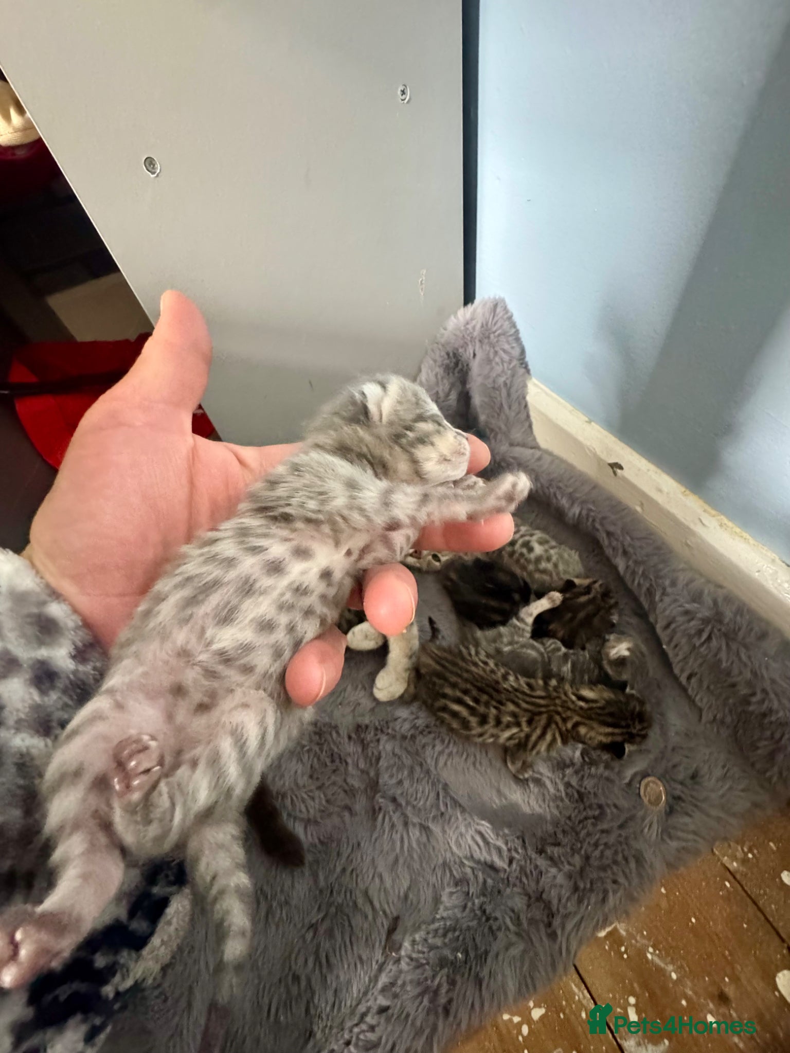 Bengal cats 3/4 blue bengal kitens - Advert 1