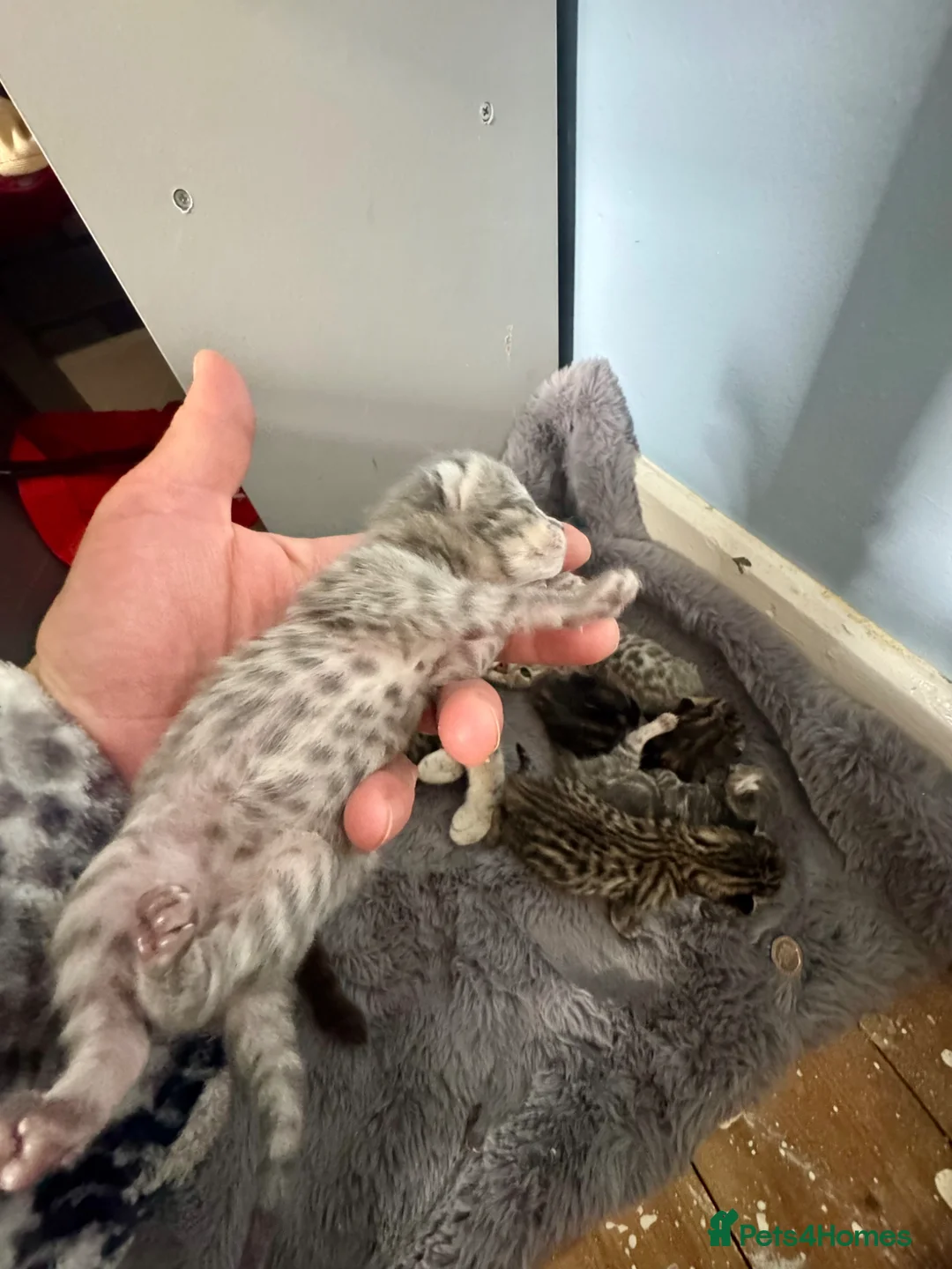 Bengal cats for sale: 3/4 blue bengal kitens - Advert 1