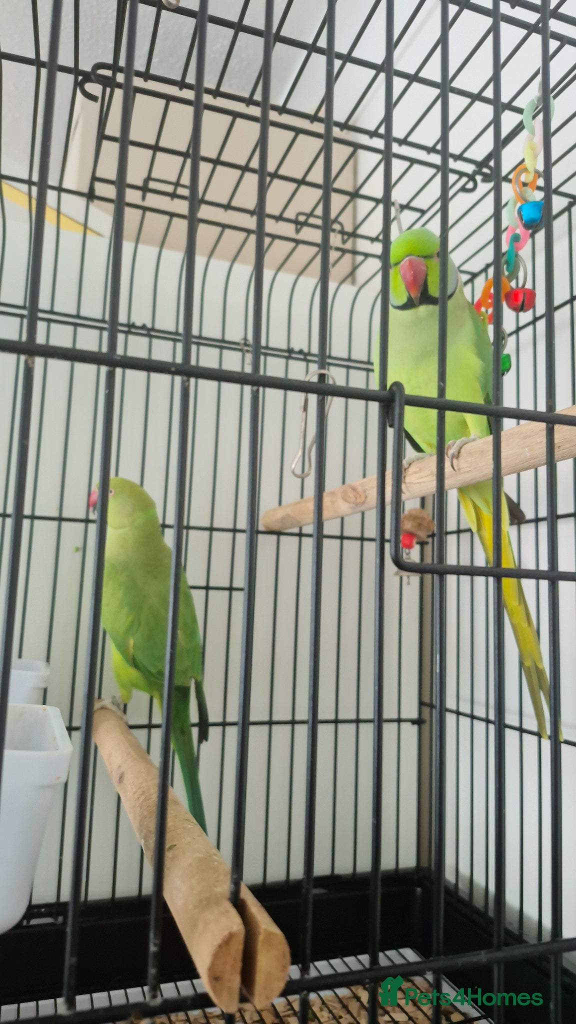 Ringnecks birds Beautiful Ringneck Parrots  🦜 - Advert 3