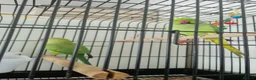 Ringnecks birds for sale: Beautiful Ringneck Parrots  🦜 - Advert 1