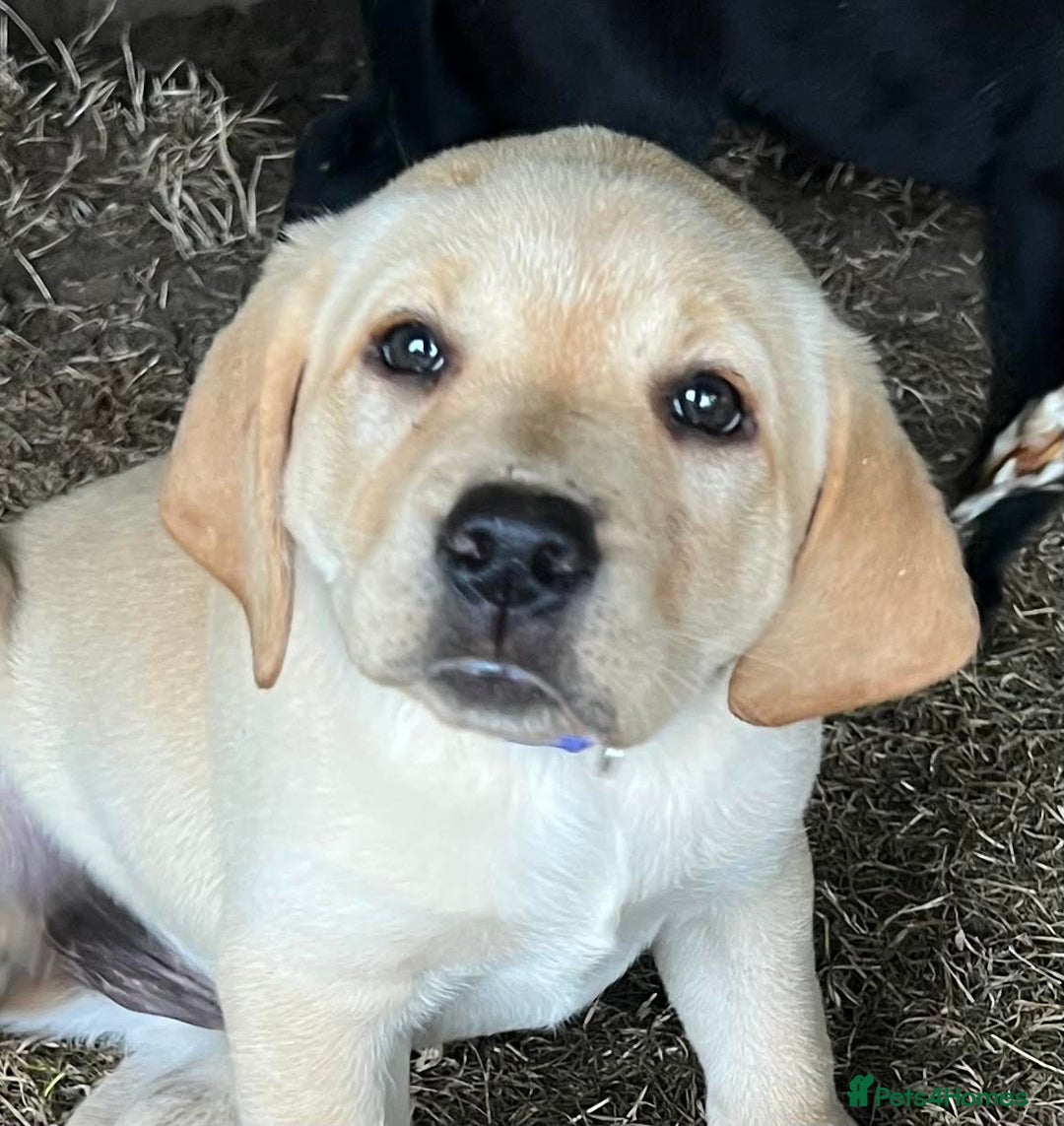Labrador Retriever dogs for sale: Ready now from Plettenberg Labradors, KC Reg. - Image 13