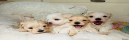 Maltipoo dogs for sale: *** Adorable Korean Maltipoo Babies *** - Advert 1
