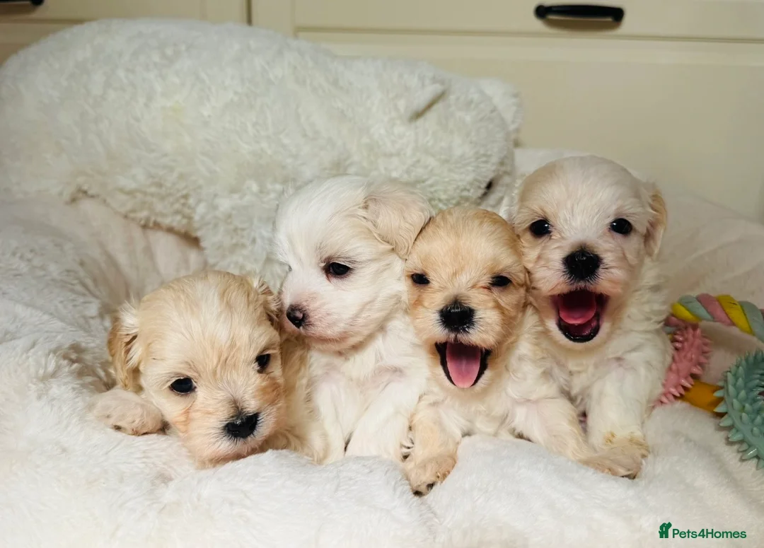 Maltipoo dogs for sale: *** Adorable Korean Maltipoo Babies *** - Advert 1