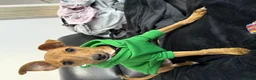 Mixed Breed dogs for sale: 1 year old for sale in Braintree - Advert 1