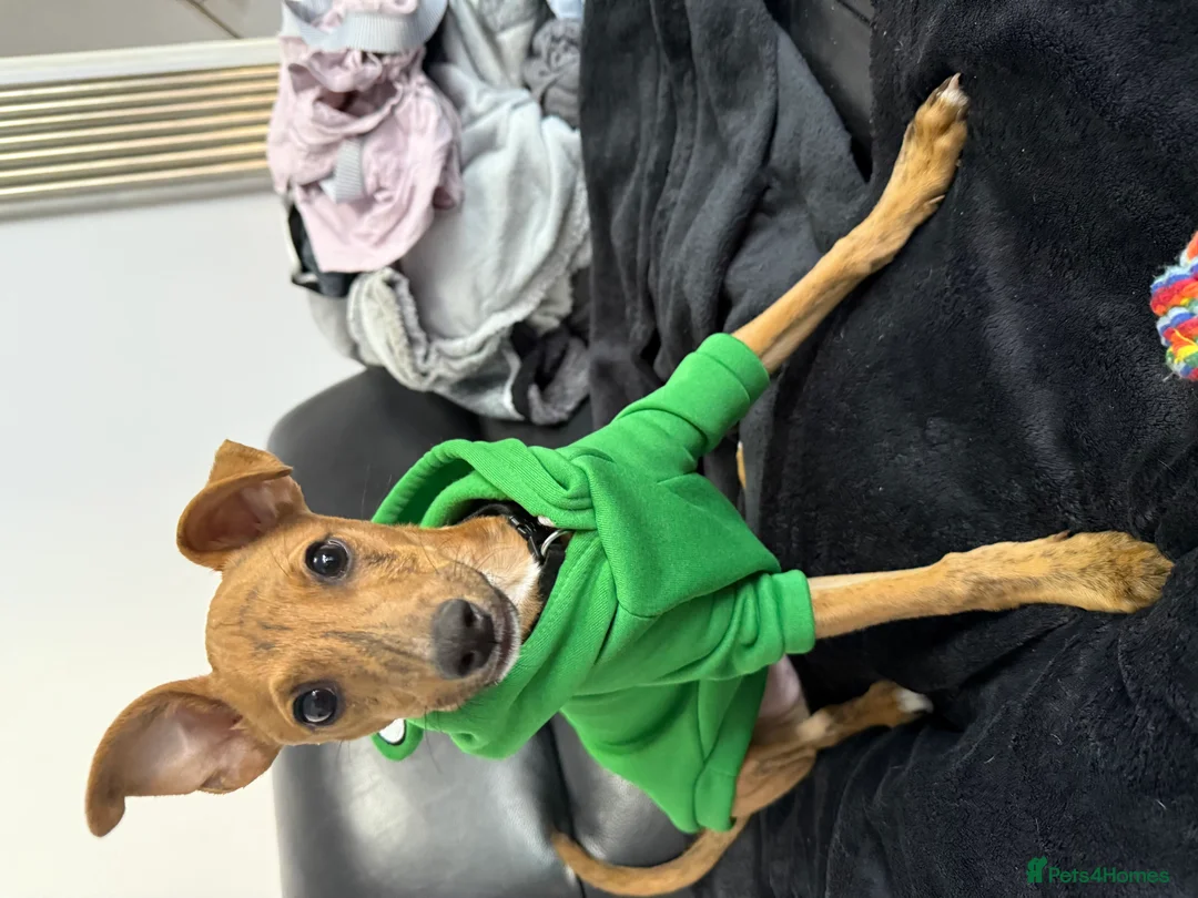 Mixed Breed dogs for sale: 1 year old for sale in Braintree - Advert 1