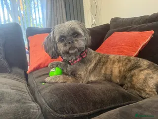Shih Tzu dogs Female shihtzu for rehome - Advert 1