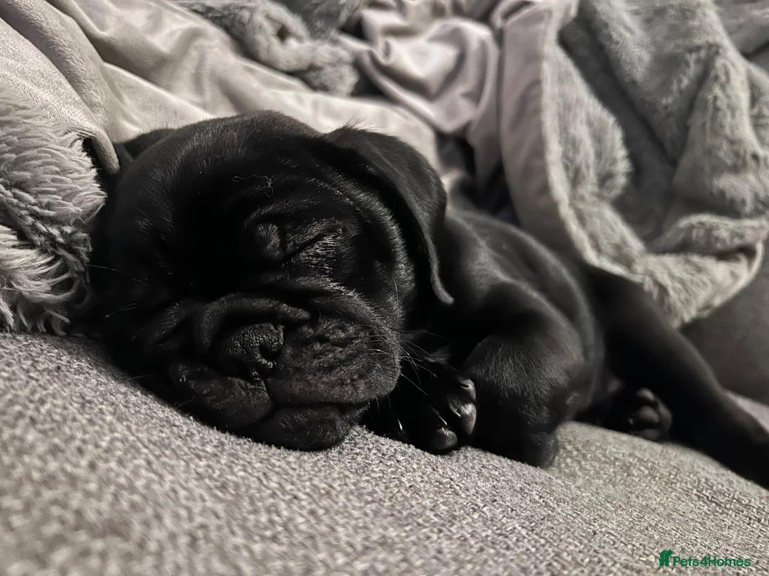 Mixed Breed dogs for sale: Loving Home Wanted for 8MonthOld Pug x Bulldog Boy - Advert 7