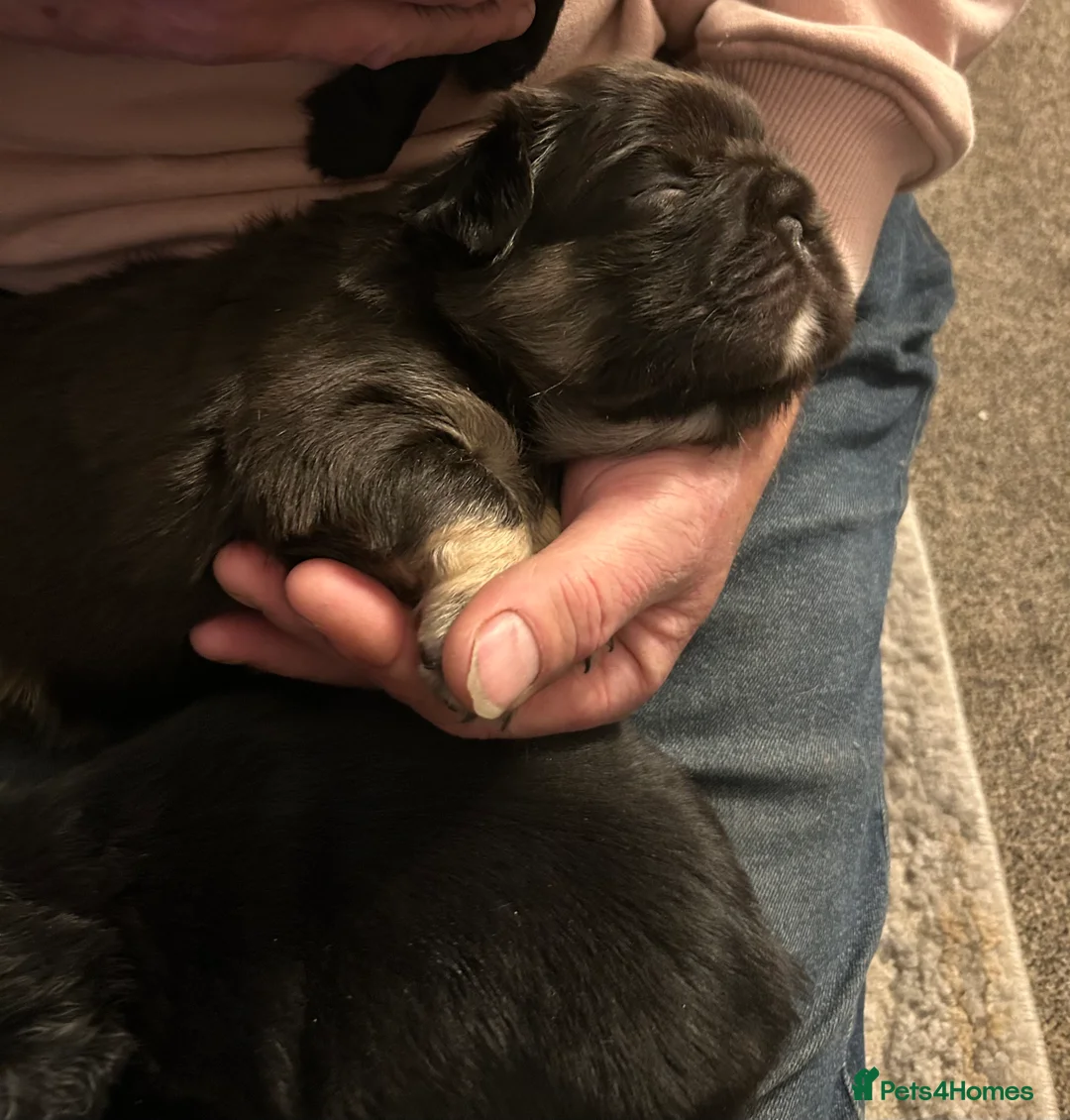 French Bulldog dogs for sale: Fluffy French bulldog puppies, 1 boy, 2 girls - Advert 2