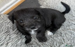 Glen of Imaal Terrier dogs for sale: Rare and beautiful  - Image 6
