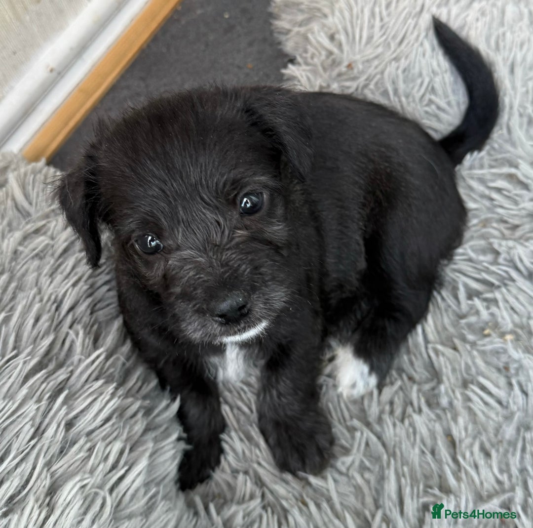 Glen of Imaal Terrier dogs for sale: Rare and beautiful  - Image 6